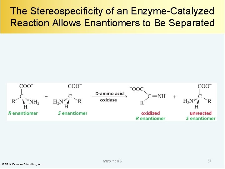 The Stereospecificity of an Enzyme-Catalyzed Reaction Allows Enantiomers to Be Separated © 2014 Pearson