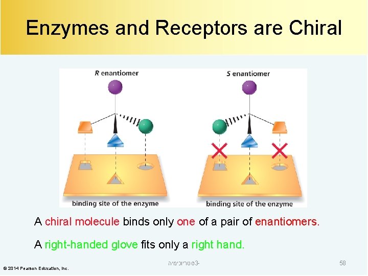 Enzymes and Receptors are Chiral A chiral molecule binds only one of a pair