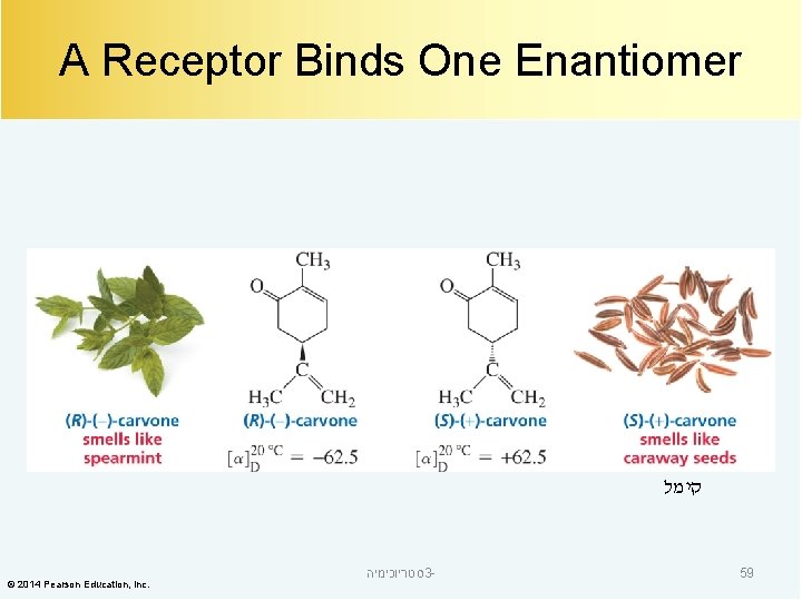 A Receptor Binds One Enantiomer קימל © 2014 Pearson Education, Inc. סטריוכימיה 3 -