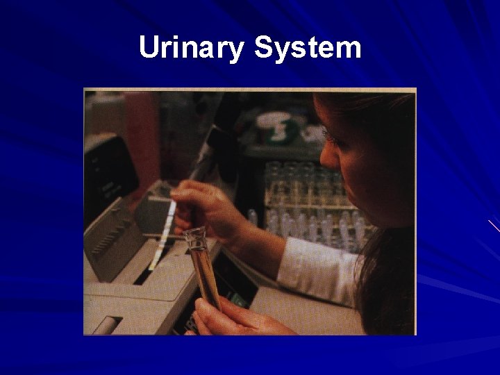 Urinary System 