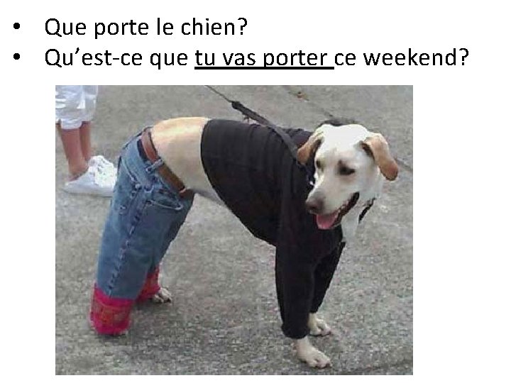  • Que porte le chien? • Qu’est-ce que tu vas porter ce weekend?