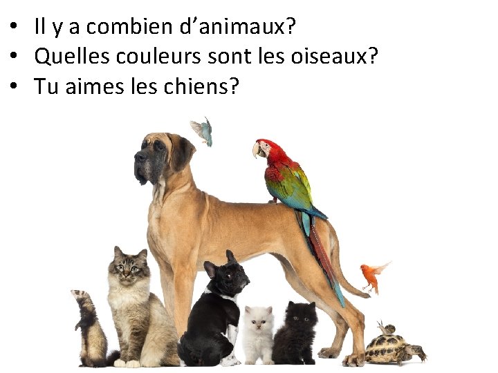  • Il y a combien d’animaux? • Quelles couleurs sont les oiseaux? •