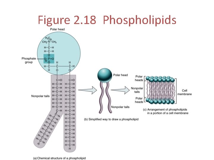 Figure 2. 18 Phospholipids 