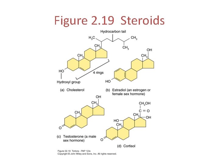 Figure 2. 19 Steroids 