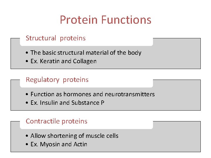 Protein Functions Structural proteins • The basic structural material of the body • Ex.