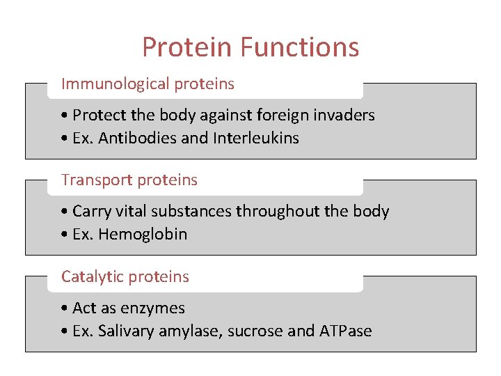 Protein Functions Immunological proteins • Protect the body against foreign invaders • Ex. Antibodies