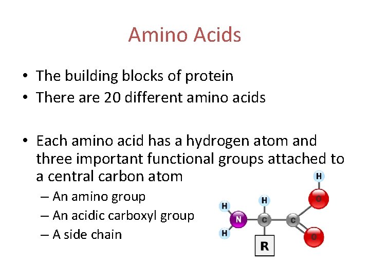 Amino Acids • The building blocks of protein • There are 20 different amino