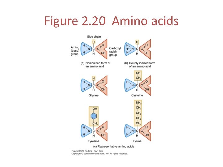 Figure 2. 20 Amino acids 