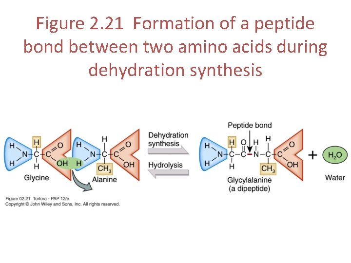 Figure 2. 21 Formation of a peptide bond between two amino acids during dehydration