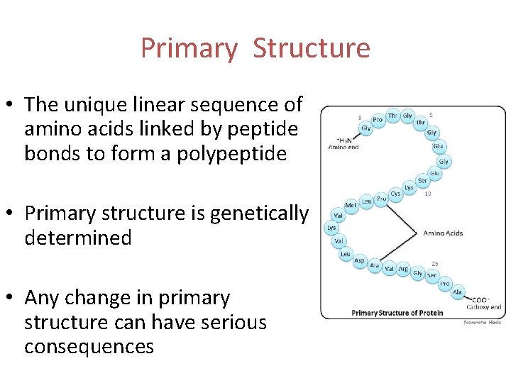 Primary Structure • The unique linear sequence of amino acids linked by peptide bonds