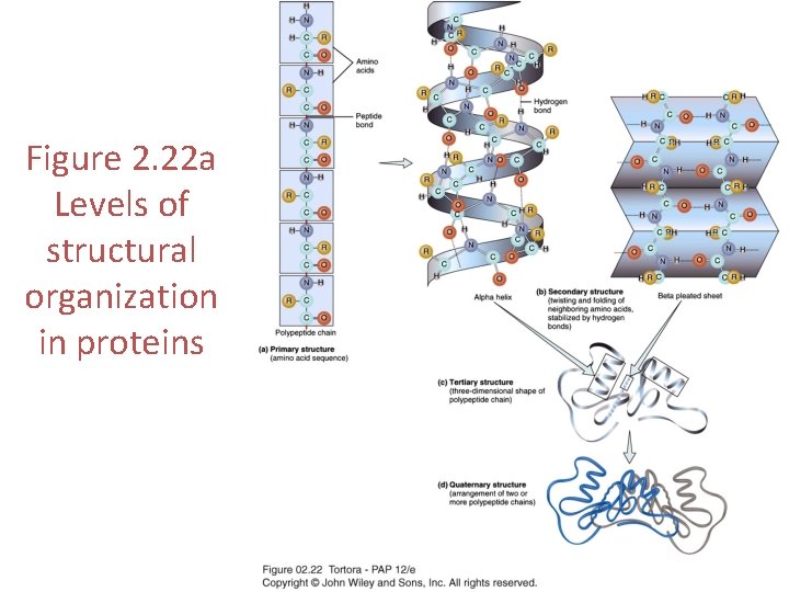 Figure 2. 22 a Levels of structural organization in proteins 