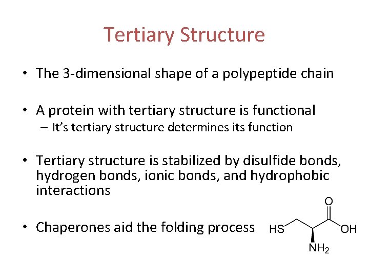 Tertiary Structure • The 3 -dimensional shape of a polypeptide chain • A protein