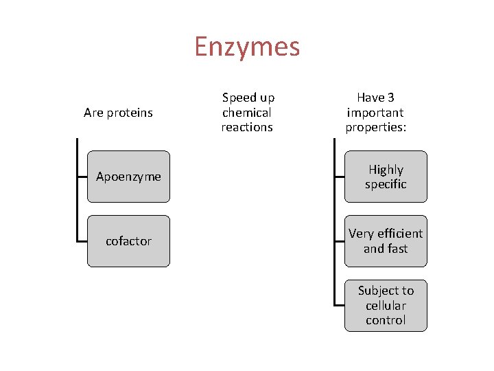 Enzymes Are proteins Speed up chemical reactions Have 3 important properties: Apoenzyme Highly specific
