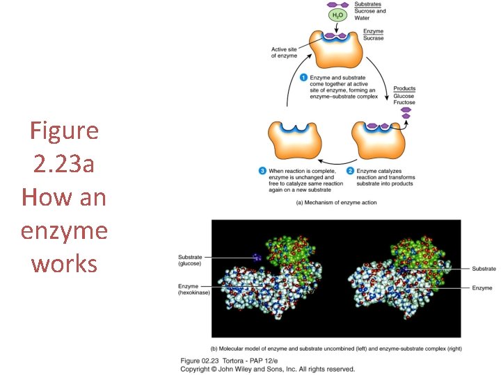 Figure 2. 23 a How an enzyme works 