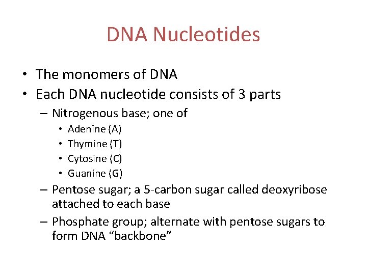 DNA Nucleotides • The monomers of DNA • Each DNA nucleotide consists of 3