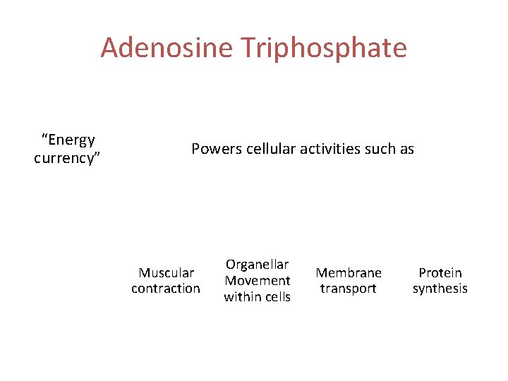 Adenosine Triphosphate “Energy currency” Powers cellular activities such as Muscular contraction Organellar Movement within