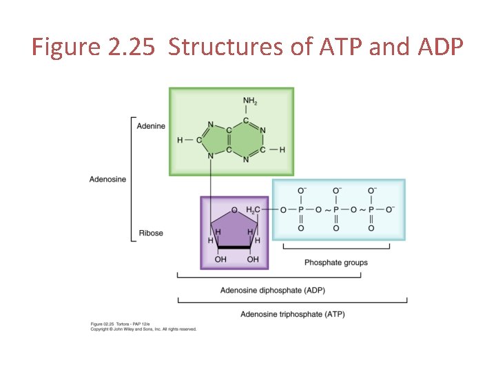 Figure 2. 25 Structures of ATP and ADP 