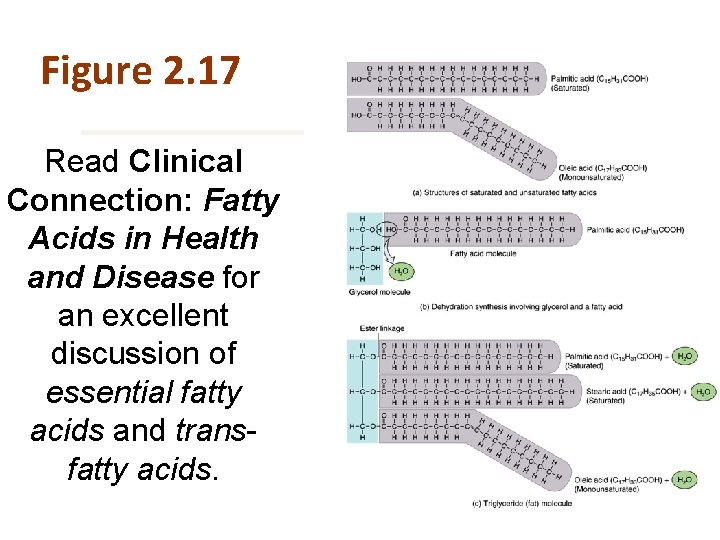 Figure 2. 17 is Read Clinical Connection: Fatty Acids in Health and Disease for