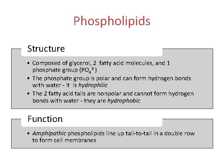 Phospholipids Structure • Composed of glycerol, 2 fatty acid molecules, and 1 phosphate group