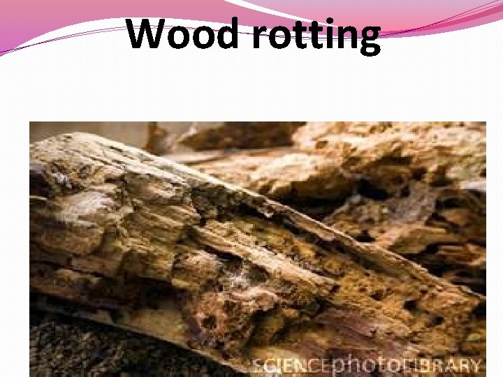 Wood rotting 