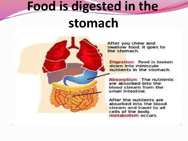 Food is digested in the stomach 