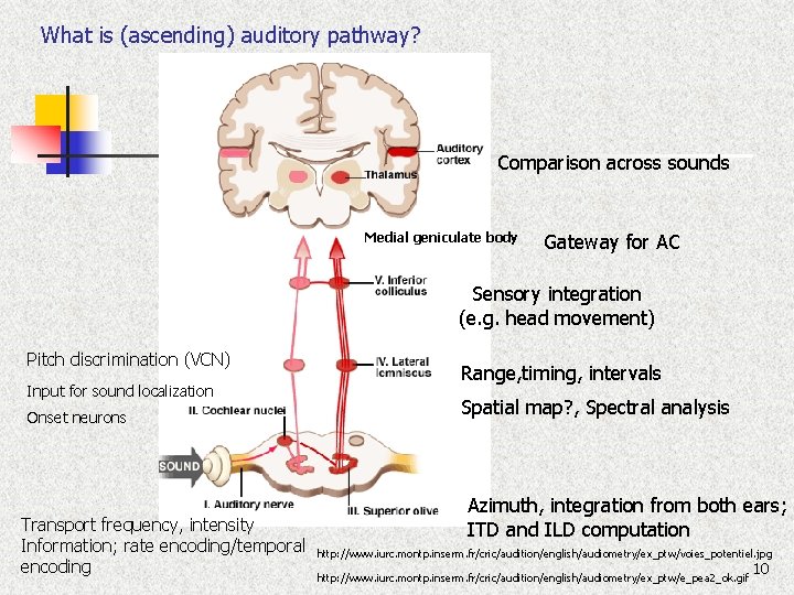 What is (ascending) auditory pathway? Comparison across sounds Medial geniculate body Gateway for AC