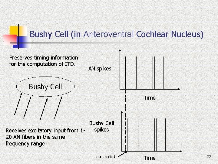 Bushy Cell (in Anteroventral Cochlear Nucleus) Preserves timing information for the computation of ITD.