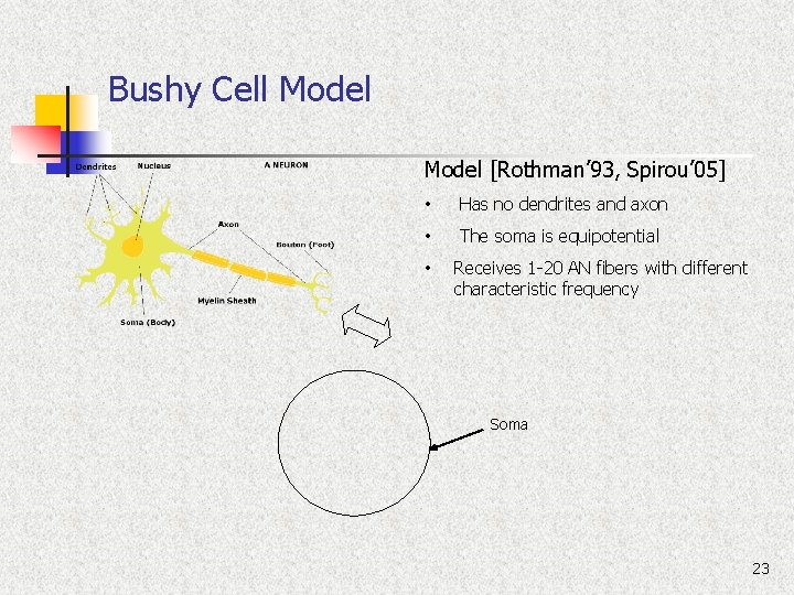 Bushy Cell Model [Rothman’ 93, Spirou’ 05] • Has no dendrites and axon •