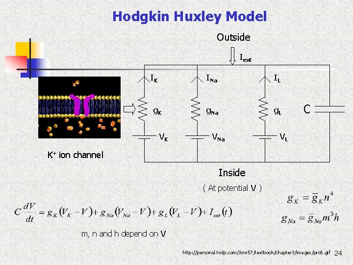 Hodgkin Huxley Model Outside Iext IK g. K VK INa IL g. Na g.