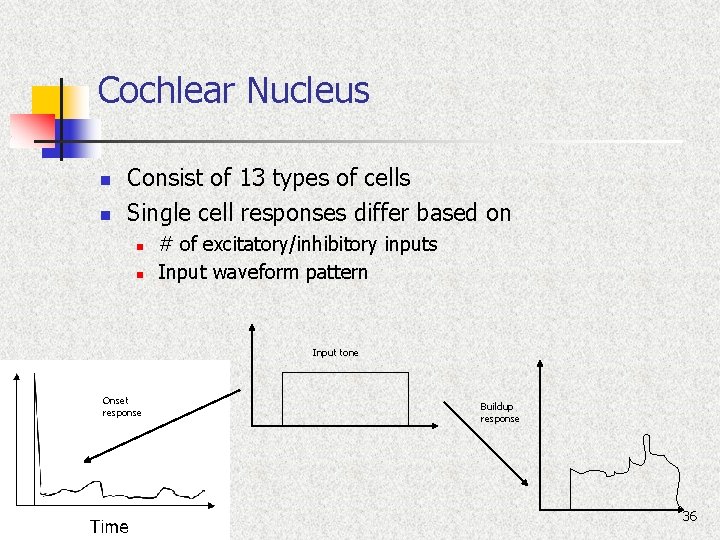 Cochlear Nucleus n n Consist of 13 types of cells Single cell responses differ