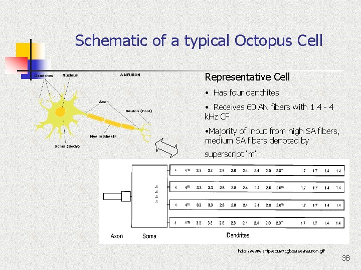 Schematic of a typical Octopus Cell Representative Cell • Has four dendrites • Receives