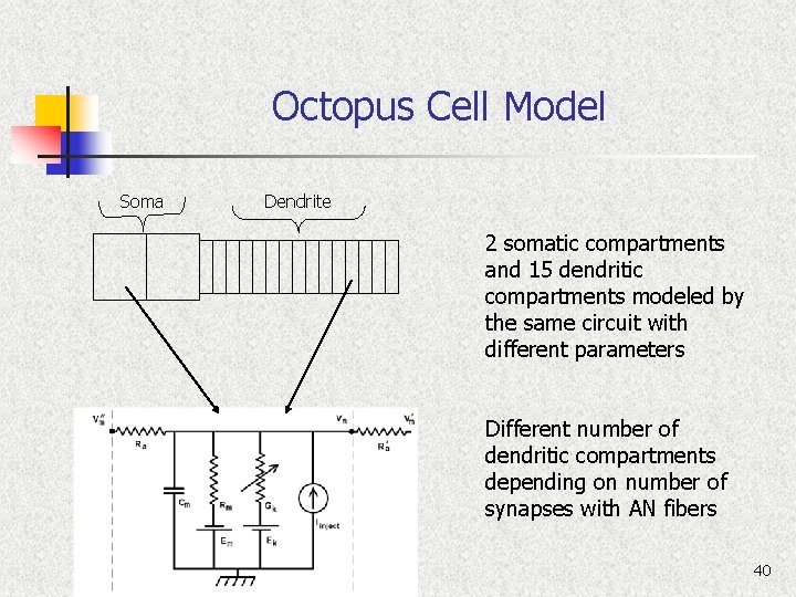 Octopus Cell Model Soma Dendrite 2 somatic compartments and 15 dendritic compartments modeled by