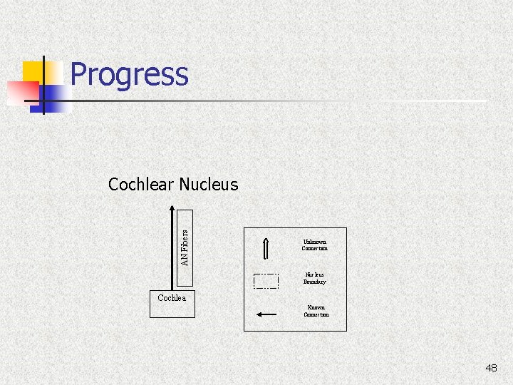 Progress AN Fibers Cochlear Nucleus Unknown Connection Nucleus Boundary Cochlea Known Connection 48 