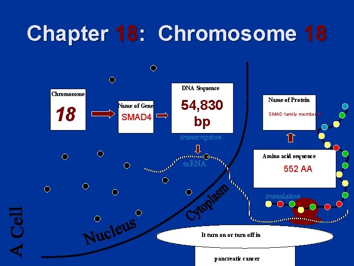 Chapter 18: Chromosome 18 DNA Sequence Chromosome 18 Name of Gene SMAD 4 Name