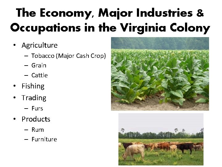 The Economy, Major Industries & Occupations in the Virginia Colony • Agriculture – Tobacco