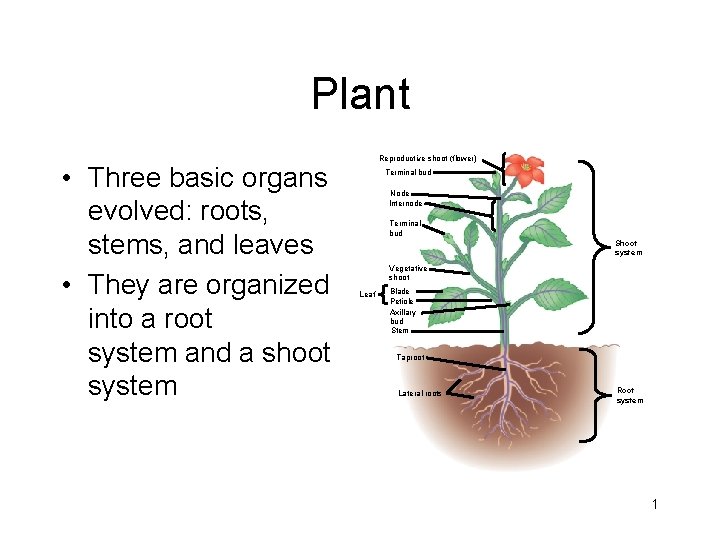 Plant • Three basic organs evolved: roots, stems, and leaves • They are organized