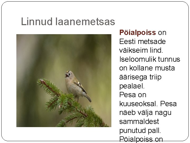 Linnud laanemetsas Pöialpoiss on Eesti metsade väikseim lind. Iseloomulik tunnus on kollane musta äärisega