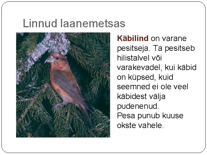 Linnud laanemetsas Käbilind on varane pesitseja. Ta pesitseb hilistalvel või varakevadel, kui käbid on