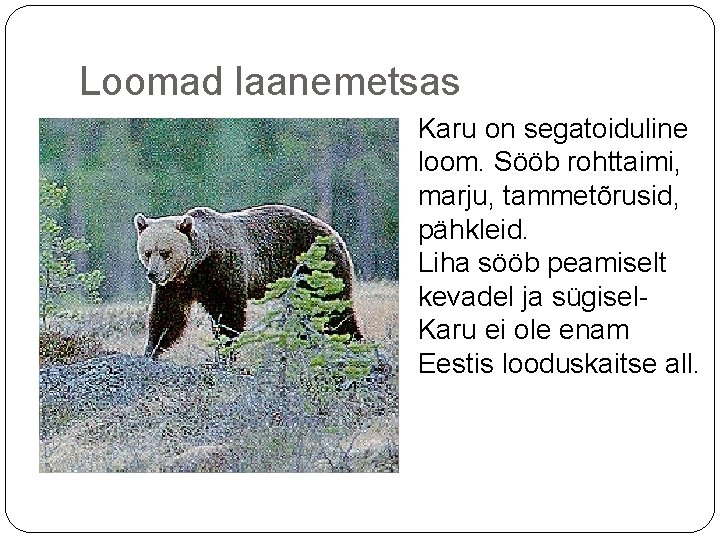 Loomad laanemetsas Karu on segatoiduline loom. Sööb rohttaimi, marju, tammetõrusid, pähkleid. Liha sööb peamiselt