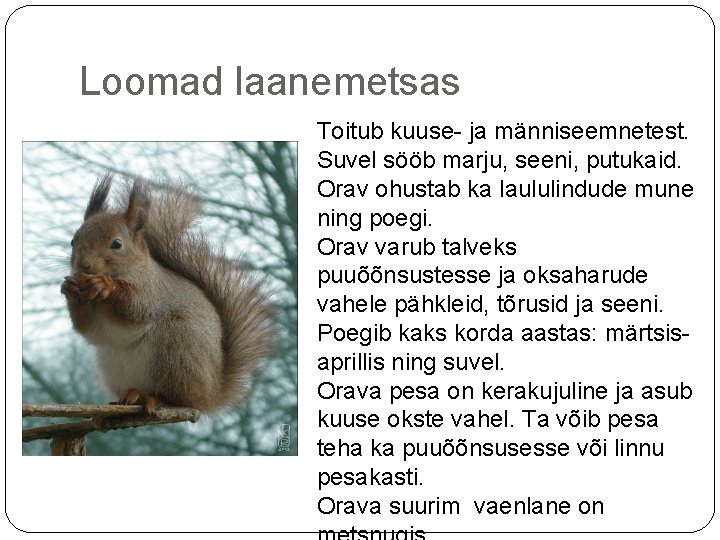 Loomad laanemetsas Toitub kuuse- ja männiseemnetest. Suvel sööb marju, seeni, putukaid. Orav ohustab ka