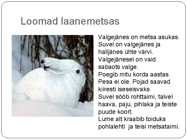 Loomad laanemetsas Valgejänes on metsa asukas. Suvel on valgejänes ja halljänes ühte värvi. Valgejänesel