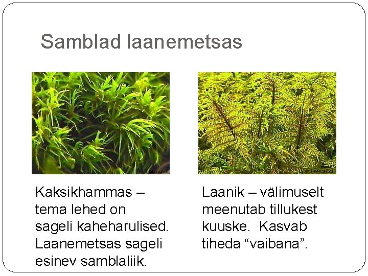 Samblad laanemetsas Kaksikhammas – tema lehed on sageli kaheharulised. Laanemetsas sageli esinev samblaliik. Laanik