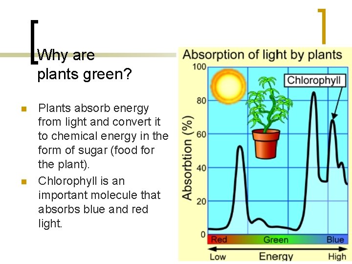 Why are plants green? n n Plants absorb energy from light and convert it
