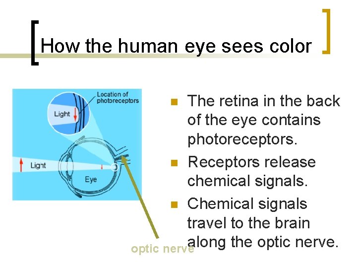 How the human eye sees color The retina in the back of the eye