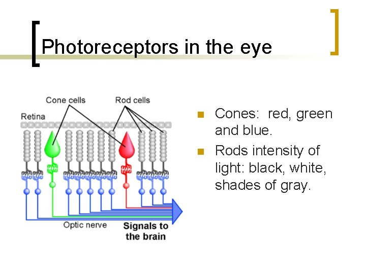 Photoreceptors in the eye n n Cones: red, green and blue. Rods intensity of