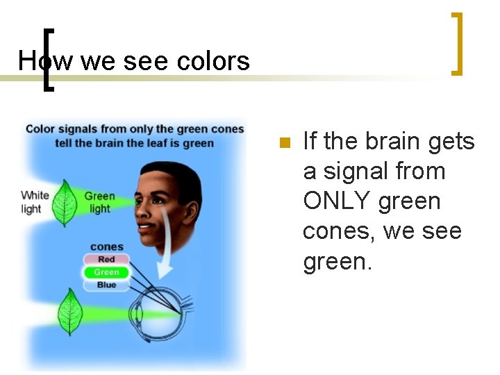 How we see colors n If the brain gets a signal from ONLY green