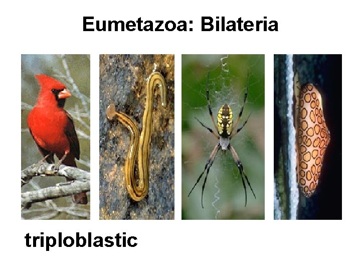 Eumetazoa: Bilateria triploblastic 