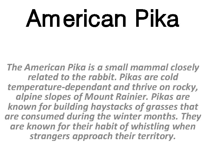 American Pika The American Pika is a small mammal closely related to the rabbit.