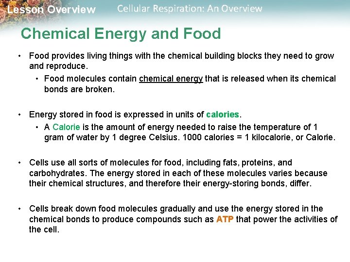 Lesson Overview Cellular Respiration: An Overview Chemical Energy and Food • Food provides living