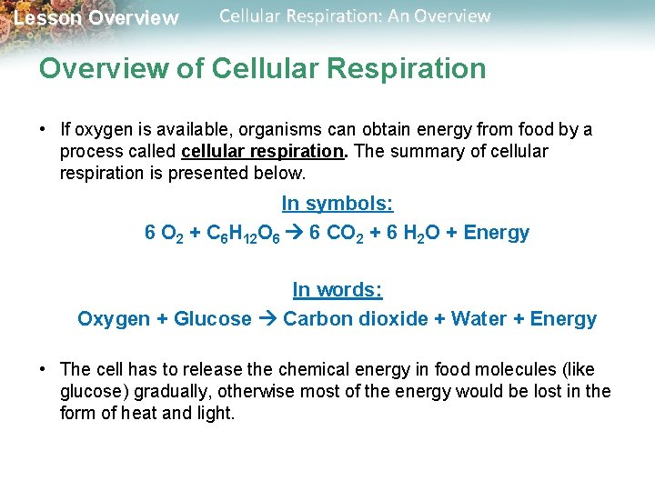 Lesson Overview Cellular Respiration: An Overview of Cellular Respiration • If oxygen is available,